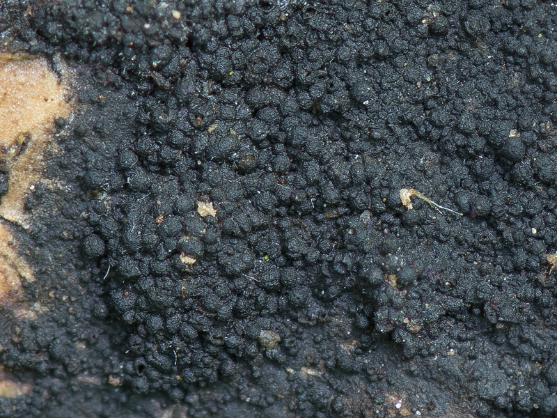 Immotthia atrograna